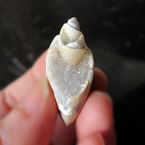 ドゥルジーフォッシルシェル スパイラライト 貝化石 巻貝 コレクション