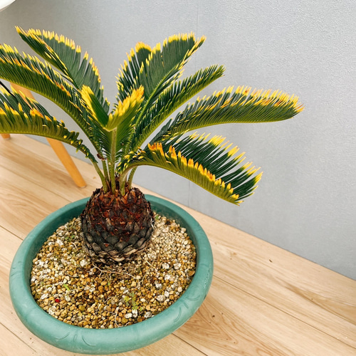 斑入り　ソテツ　蘇轍 現品］【希少】キンカン ソテツ 斑入り 9号 金環 蘇轍 観葉植物 斑入り