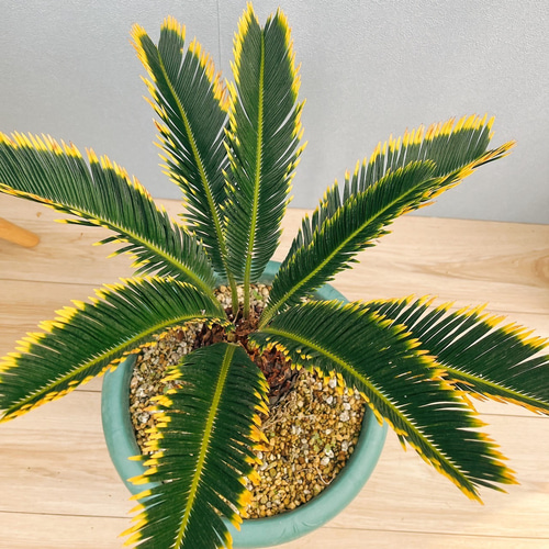 現品］【希少】キンカン ソテツ 斑入り 9号 金環 蘇轍 観葉植物 斑入り