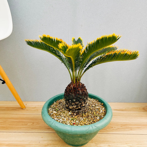 現品］【希少】キンカン ソテツ 斑入り 9号 金環 蘇轍 観葉植物 斑入り