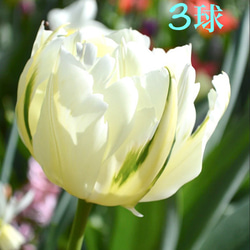 大量増えすぎ特別価格】多肉植物セダム 桜色カリシア200カット【育成