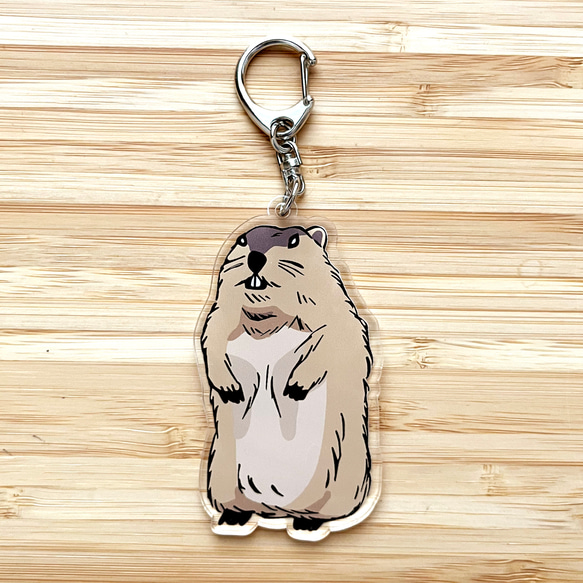 受注生産】アクリルキーホルダー マーモット キーホルダー tanuki-ms