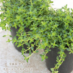 クリーピングローズ　アロマハーブ　根付き苗　3苗 タイム クリーピングローズ 10.5cm2個～【おうちで簡単！育て