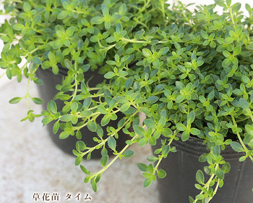 0135a6600bd3135963c0d524481859