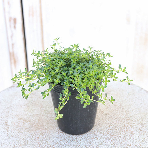 クリーピングタイム たっぷり根付き苗 クリーピングタイム たっぷり