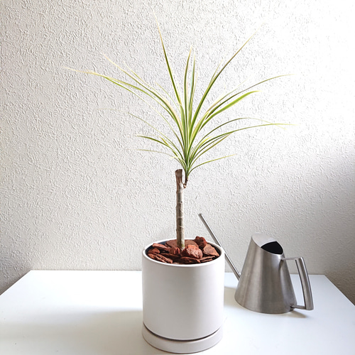 Amazon.co.jp: ドラセナ コンシンネ マルグナータ 観葉植物 高さ