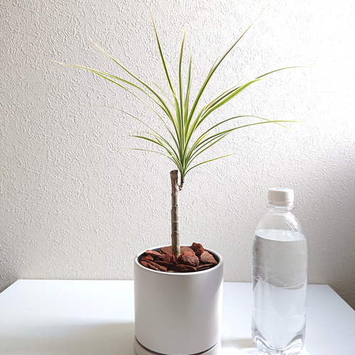 観葉植物 ドラセナ コンシンネホワイボリー（10号鉢）｜HanaPrime（ハナプライム）