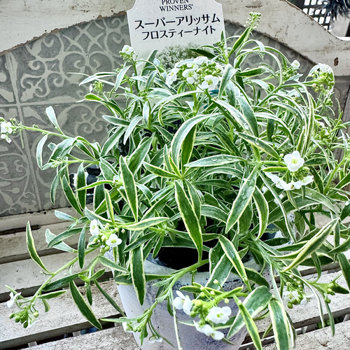 PW スーパーアリッサム 苗 フロスティーナイト 斑入り アリッサム 暑さ