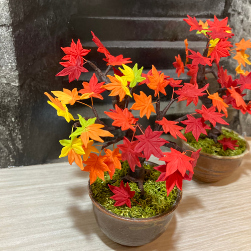 ミニチュア盆栽セット(紅葉、松、桜) 楽天市場】桜 盆栽 松 黒松 ミニ盆栽 ミニミニティーカップ ペア