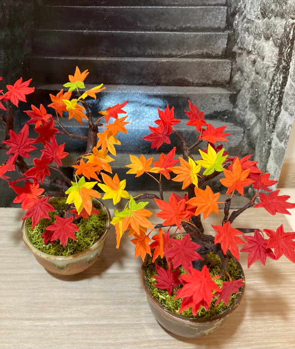 紅葉盆栽！ 再販しました ミニチュア盆栽〈紅葉〉 盆栽 AB-Hachi Garden