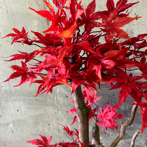 光触媒 人工観葉植物 ウォールグリーン フェイクグリーン 赤