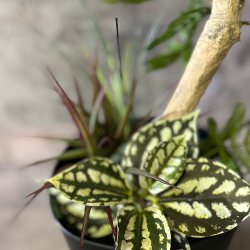 光触媒 人工観葉植物 ウォールグリーン フェイクグリーン