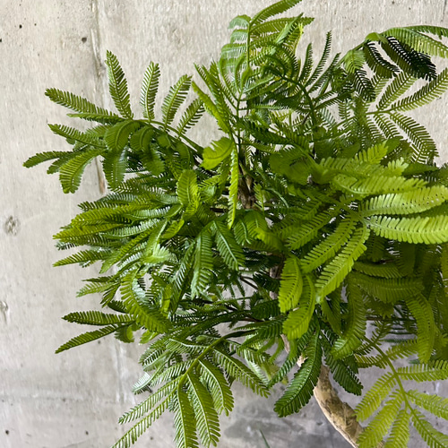 光触媒　人工観葉植物　ウォールグリーン　フェイクグリーン　エバーフレッシュ955 光触媒 人工観葉植物 ウォールグリーン フェイクグリーン