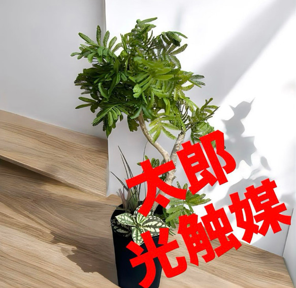 光触媒　人工観葉植物　ウォールグリーン　フェイクグリーン　エバーフレッシュ2t 光触媒 人工観葉植物 ウォールグリーン フェイクグリーン 2色