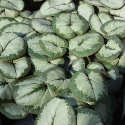 原種シクラメン『コウム・シルバープリンス』♡ アートフラワー