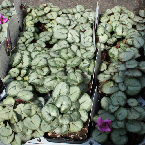 原種シクラメン『コウム・シルバープリンス』♡ アートフラワー