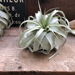 【一点限定】ドラセナ ヴィクトリア Lサイズ 透き通るような美しさ 観葉植物 一点限定】ドラセナ ヴィクトリア Lサイズ 透き通るような美しさ