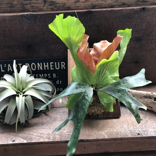 ビカクシダ 'ステマリア'板付け♡ コウモリラン アートフラワー パリ