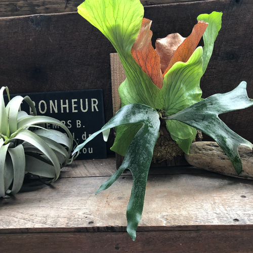 ビカクシダ 'ステマリア'板付け♡ コウモリラン アートフラワー パリ