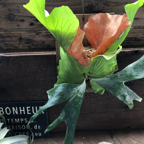 ビカクシダ 'ステマリア'板付け♡ コウモリラン アートフラワー パリ