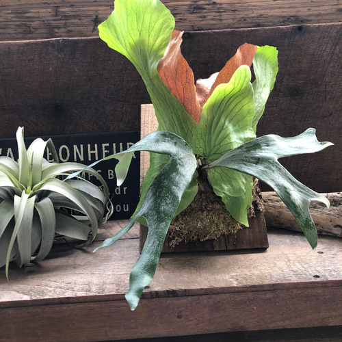 ビカクシダ　ステマリア　板付 ビカクシダ ステマリア 板付【観葉植物 室内 コウモリラン