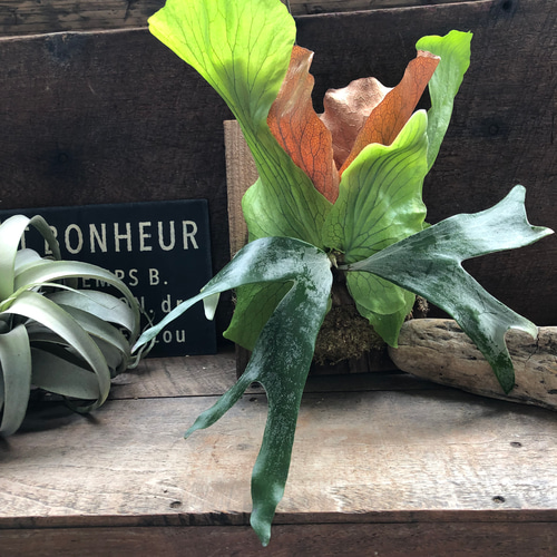 ビカクシダ 'ステマリア'板付け♡ コウモリラン アートフラワー パリ