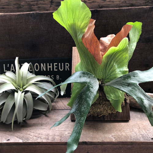 ビカクシダ 'ステマリア'板付け♡ コウモリラン アートフラワー パリ