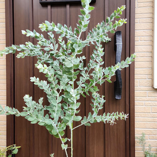 可愛い❤️パールアカシア テラコッタ鉢植え ミモザ カラーリーフ