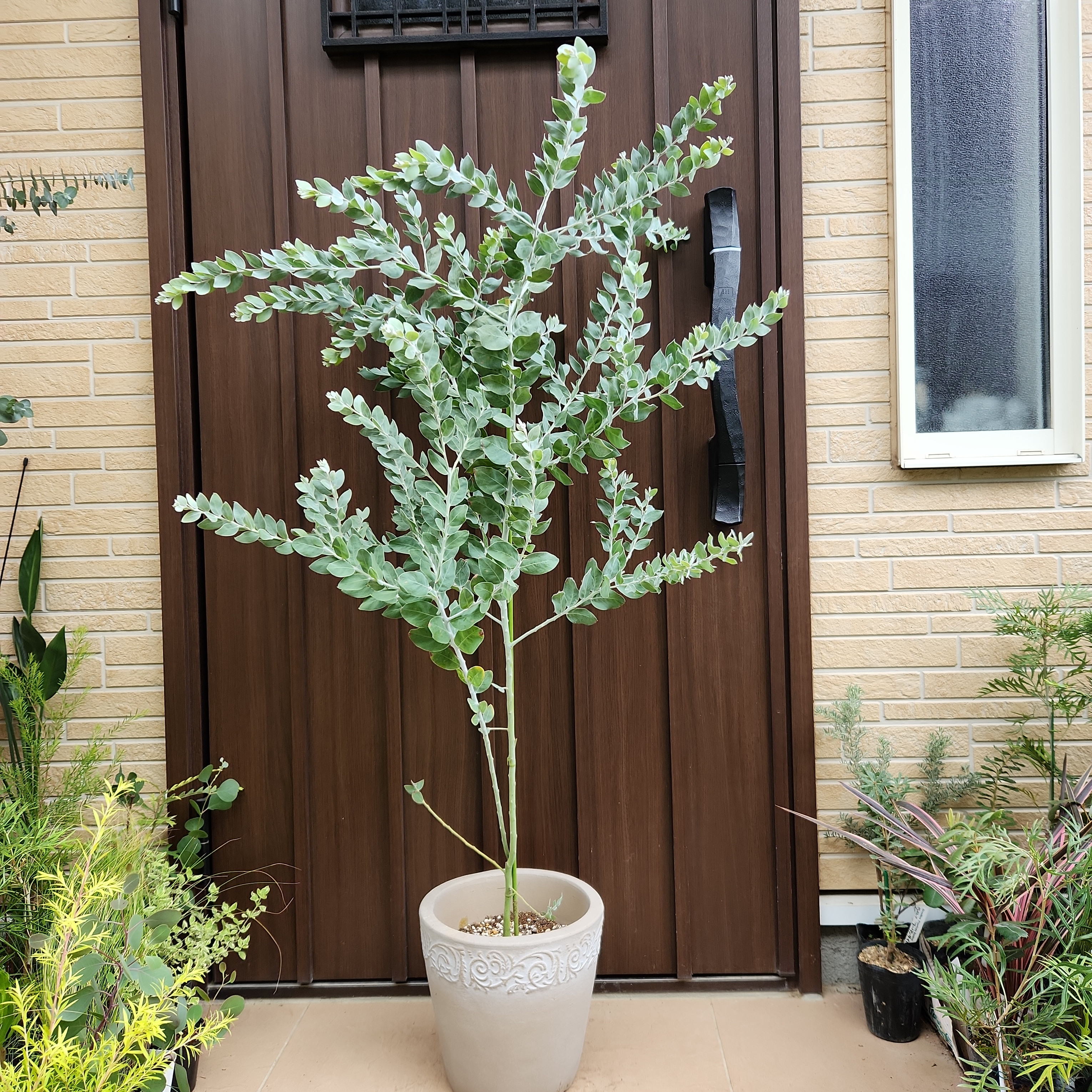 パールアカシア　鉢植え47　苗　ミモザ　オージープランツ
