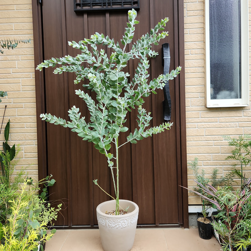 ボリューム大苗 パールアカシア テラコッタ鉢植え ミモザ 苗