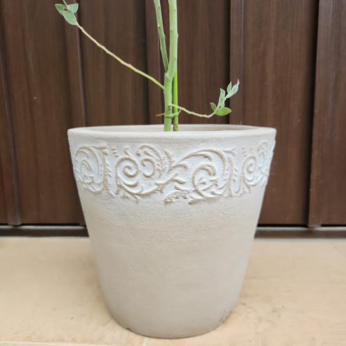 可愛い❤️パールアカシア テラコッタ鉢植え ミモザ カラー