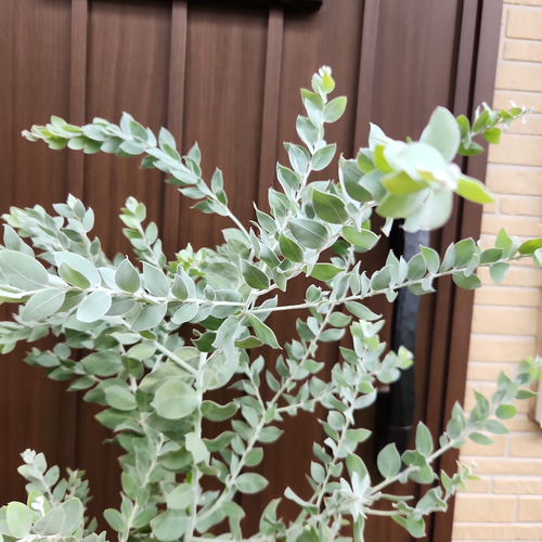 可愛い❤️パールアカシア テラコッタ鉢植え ミモザ カラー 可愛い❤️パールアカシア テラコッタ鉢植え ミモザ カラー