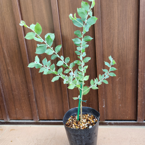 可愛い♪ パールアカシア 鉢植え ミモザ苗 オージープランツ