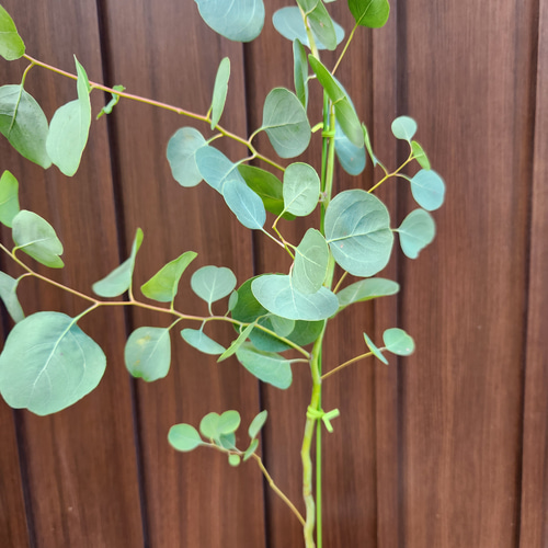まん丸葉が可愛い❤️　ユーカリ　ポポラス　テラコッタ鉢植え　苗　苗木 まん丸葉が可愛い♡ユーカリポポラス テラコッタ鉢植え 苗 シンボル