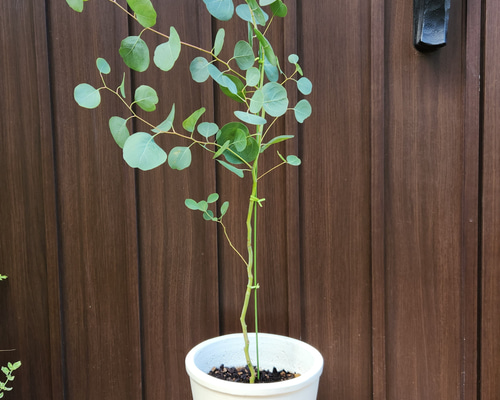 まん丸葉が可愛い♡ユーカリポポラス テラコッタ鉢植え 苗