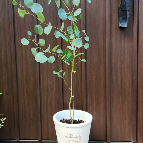 まん丸葉が可愛い♡ユーカリ ポポラス テラコッタ鉢植え 苗 シンボル