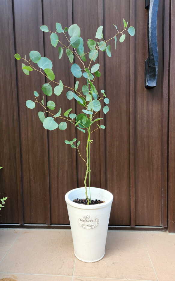 まん丸葉が可愛い❤️ユーカリ　ポポラス　テラコッタ鉢植え　苗　苗木　常緑樹 まん丸葉が可愛い♡ユーカリポポラス アンティーク風テラコッタ鉢植え