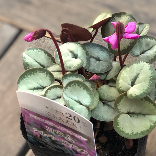 原種シクラメン「コウム」庭植え 鉢植え シルバーリーフ その他