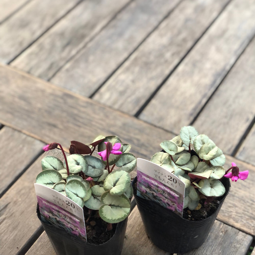 原種シクラメン「コウム」庭植え 鉢植え シルバーリーフ その他