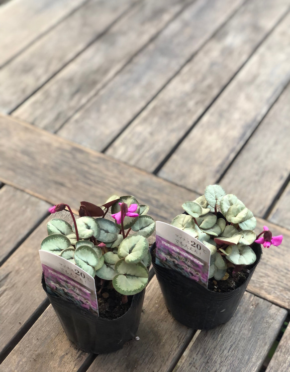 原種シクラメン「コウム」庭植え 鉢植え シルバーリーフ その他