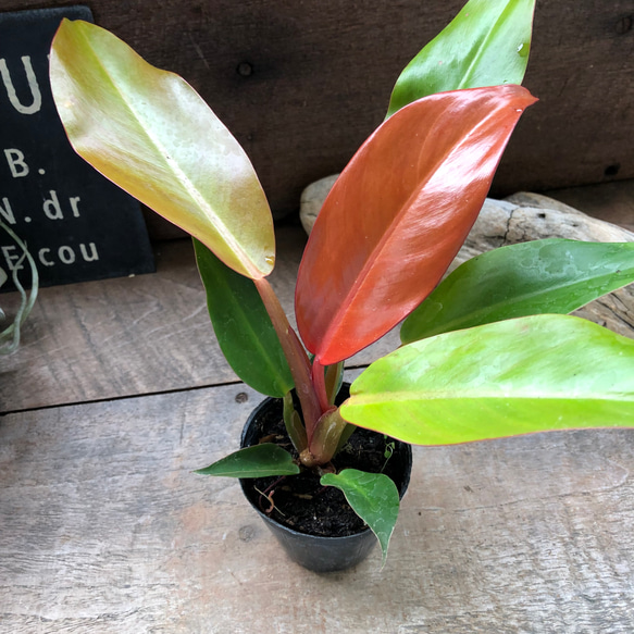 フィロデンドロン　サンレッド　苗　観葉植物　花卉/園芸　② フィロデンドロン サンレッド📍 新葉はめーちゃ赤いですよ！ 葉の