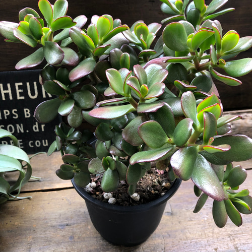 極太 斑入り 成金草 金の成る木 マネーツリー 多肉植物 緑と黄色の