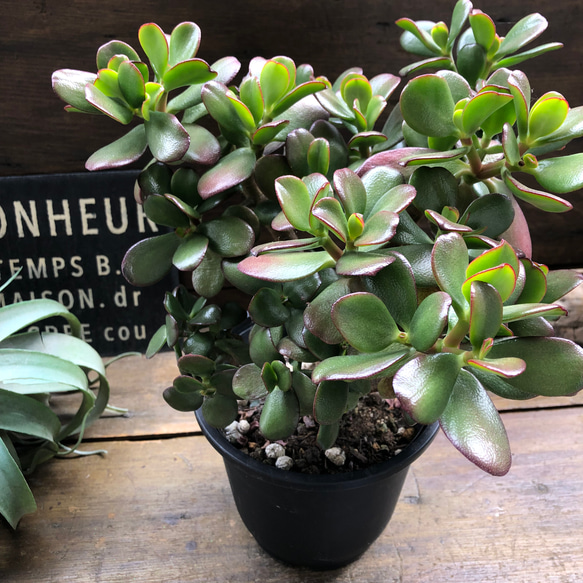 【18年物!!】多肉植物　金のなる木 18年物!!】多肉植物 金のなる木