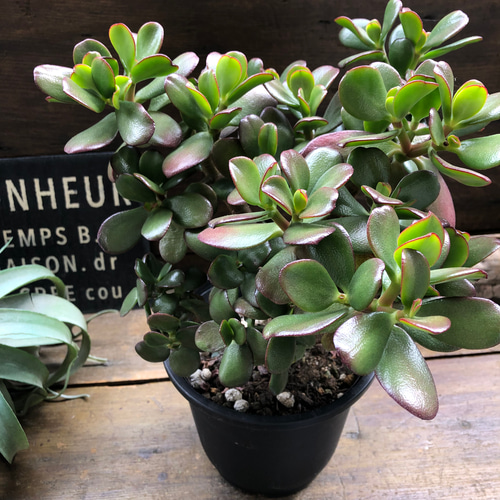 極太　斑入り　成金草　金の成る木　マネーツリー　多肉植物 緑と黄色の葉 極太斑入り成金草金の成る木マネーツリー多肉植物 緑と黄色の葉