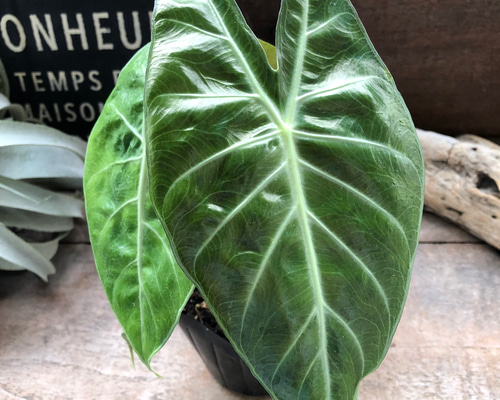 3b6a7424db738976a7aacbd7692c15