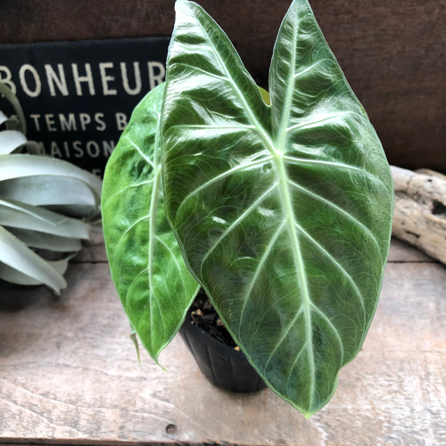 ナイロビナイツ♡アロカシア♡ピンクの茎♡観葉植物 アートフラワー