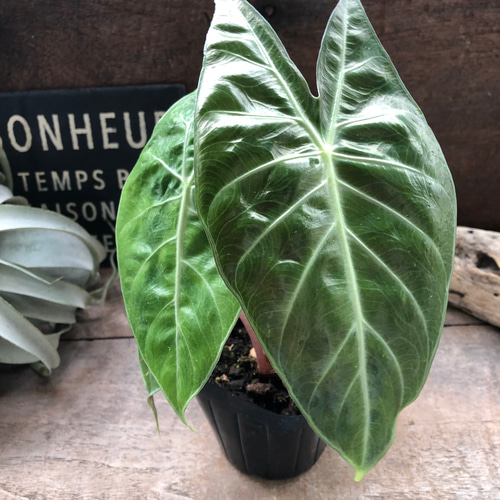 ナイロビナイツ♡アロカシア♡ピンクの茎♡観葉植物 アートフラワー