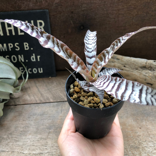 クリプタンサス 'アブソリュートゼロ' 観葉植物 ♡多肉植物
