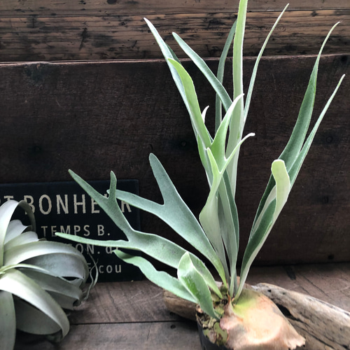 [最終値下げ]ビカクシダ ベイチー（Platycerium veitchi） P. veitchii wild x wild cat (Select Form)【artPLANTs】ビカクシダ