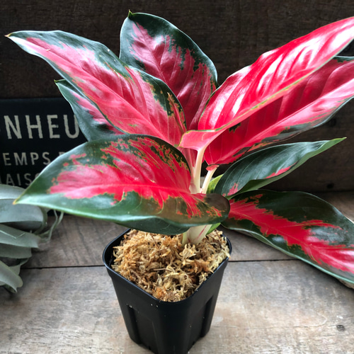 アグラオネマ ♡レッドスクソム ジャイポン「Aglaonema Suk Som